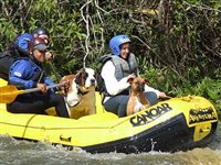 Brotas (SP) recebe 2ª edição do Adventure Dog