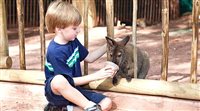 Visitantes do Busch Gardens podem alimentar cangurus