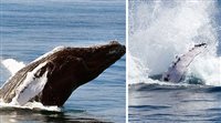 República Dominicana anuncia temporada das baleias 