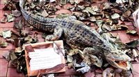 Parque Nacional do Iguaçu expõe animais empalhados