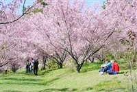 Campos do Jordão (SP) fará  Festa da Cerejeira em Flor