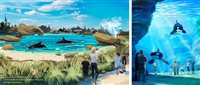 Sea World melhorará espaço de orcas em parques