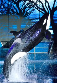 Sea World inicia reestruturação e quer cortar US$ 50 mi