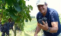 Bento Gonçalves espera 80 mil turistas na Vindima 2015