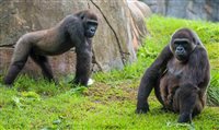 Busch Gardens Tampa anuncia nova gravidez de gorila