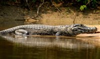 Turismo ecológico é destaque em Cáceres (MT)