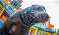 Sea World Orlando terá novo show de leões marinhos