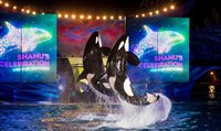 Atrações noturnas agitam Sea World na alta temporada