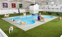 Aeroporto de NY terá terminal exclusivo para animais