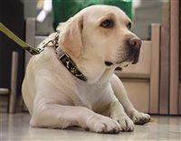 Vídeo mostra trajeto de cachorro do aeroporto ao avião