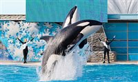 Sea World apresenta novos ingressos para Flórida