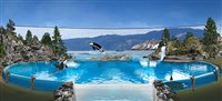 Sea World vai encerrar apresentações com orcas