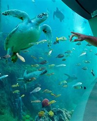 Atração 360º em 3D emociona no Sea World Orlando