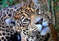 Tripadvisor põe Gramado Zoo entre os melhores do mundo