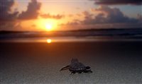 Porto de Galinhas (PE) tem primeira desova de tartarugas no ano