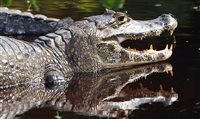 Pantanal é eleito um dos melhores em turismo ecológico