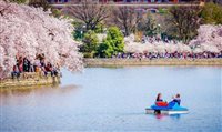 Festival celebra a chegada da primavera em Washington