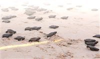 Nascimento de tartarugas é atração em Porto de Galinhas