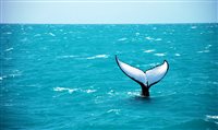 Julho é o mês das baleias-jubarte em Abrolhos, na Bahia
