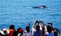 La Torre Resort (BA) apoia passeio de observação de baleias