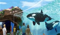 Sea World SD é proibido de criar novas orcas em cativeiro