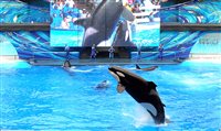 Sea World terá um novo show com orcas em San Diego