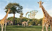 Busch Gardens Tampa terá nova montanha-russa