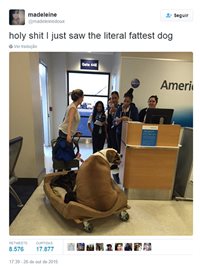 Cão enorme viaja na primeira classe nos EUA; veja