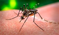 Depois dos EUA, governo britânico faz alerta sobre Zika