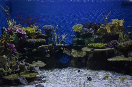 AquaRio participa do Rio Innovation Week e procura por parcerias