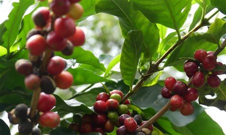 Conheça os atrativos da Rota Verde do Café, no interior do Ceará