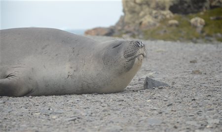 De Soléal a Elephant Point, os primeiros passos na Antártica - parte 2