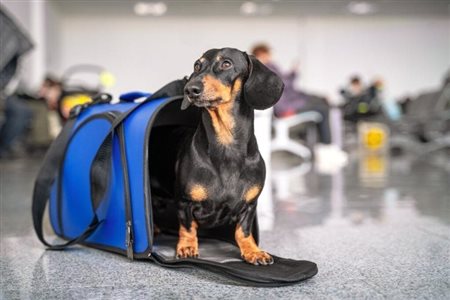Governo analisa medidas para transporte aéreo de pets; confira