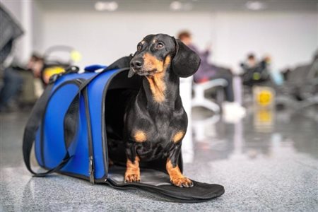 Governo analisa medidas para transporte aéreo de pets; confira