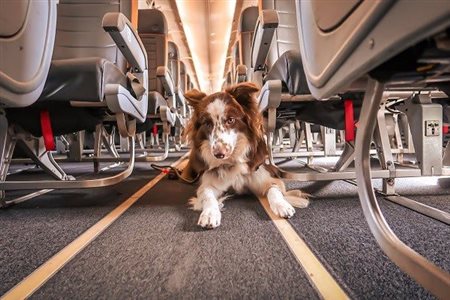 Governo lança novas regras para transporte aéreo de animais