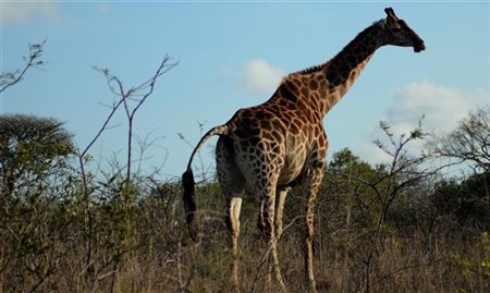 Rede hoteleira Marriott terá lodge de luxo no Serengeti, na Tanzânia