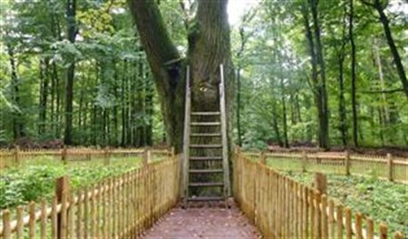 Conheça a árvore que une casais há 128 anos na Alemanha