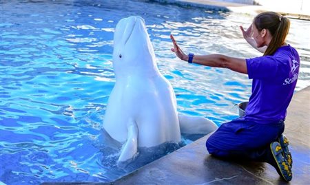 Seaworld Orlando oferece visita gratuita 'nos bastidores'