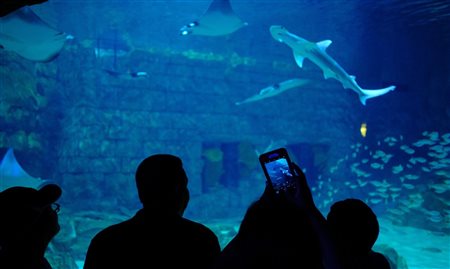 Visit Orlando e SeaWorld lançam webinar sobre retomada