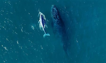 Temporada de baleias no litoral brasileiro começou este mês
