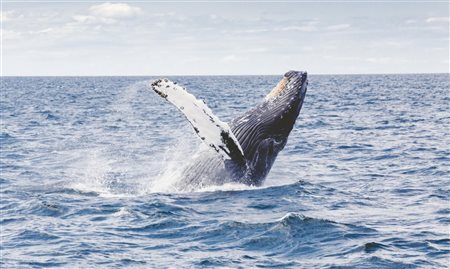 Temporada de baleias em Ilhabela (SP) registra 163 jubartes