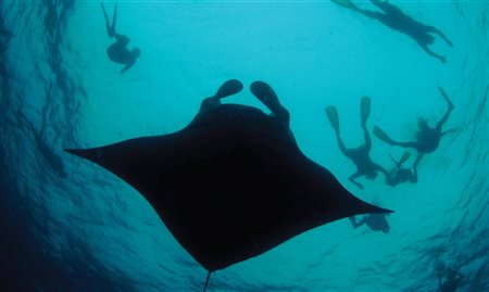 Viagem submarina: leve seus clientes aos melhores diving spots do mundo!