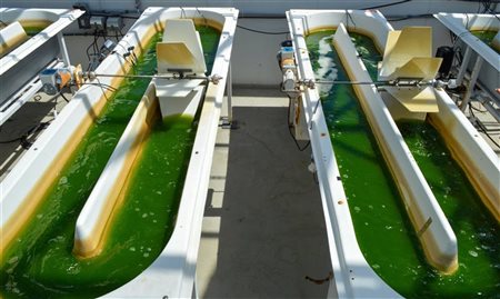 United investe US$ 5 milhões em combustível à base de algas