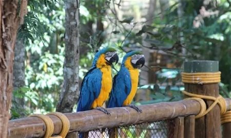 Parque de diversões com zoológico: conheça o Animália Park em Cotia (SP)