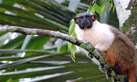 Latam transporta primatas para apoiar conservação da espécie
