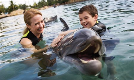 Sea World lançará atração interativa com golfinhos